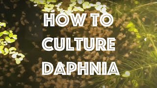 How To Culture Daphnia Magna [upl. by Znarf]