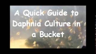 How to culture daphnia outside [upl. by Llerehs]