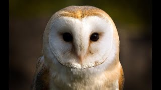 Owl Documentary  Fascinating Facts About Owls New Documentaries [upl. by Eberto]