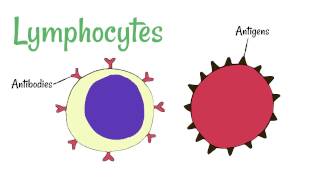 Cell Defence Lymphocytes and Phagocytes [upl. by Thay]