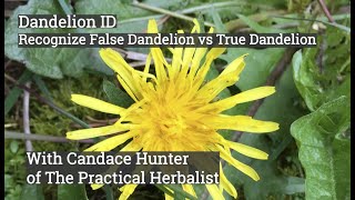 Dandelion Garden ID False Dandelion vs True Dandelion [upl. by Alac]