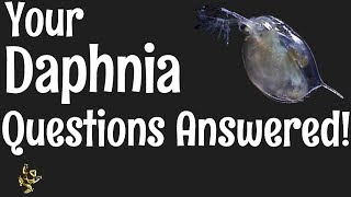 Daphnia Questions Answered [upl. by Funch]