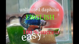 daphnia moina culture Easy way Unlimited production English  with sub Green water Chlorella [upl. by Florence]