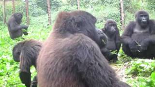 Orphan Gorillas Sing While Eating Banana Trees [upl. by Eninnaj]