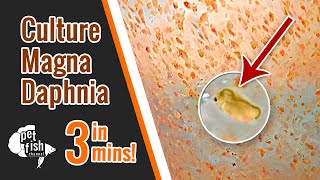 How to culture DAPHNIA MAGNA  The easy way [upl. by Ecneret329]