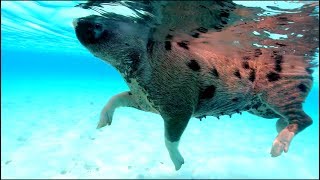 Swimming Pigs from Pig Island in the Bahamas [upl. by Dall]