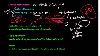 28  Chronic Inflammation  Introduction Macrophages [upl. by Idnahs390]