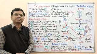 Diabetes Mellitus Part10 Mechanism of Action of Sulfonylurease  Antidiabetic Drugs  Diabetes [upl. by Ylrebmek]