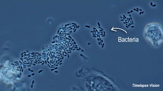 Immune Cells Eating Bacteria Phagocytosis [upl. by Shig]