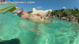 SWIMMING WITH PIGS IN THE BAHAMAS [upl. by Stambaugh]