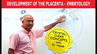 Development Of the Placenta  Embryology🩺 [upl. by Alyt]