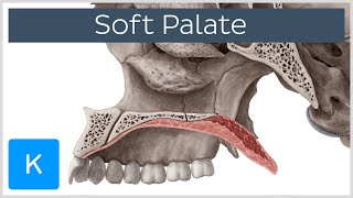 Soft palate Muscles Function amp Definition  Human Anatomy  Kenhub [upl. by Aihseyt]