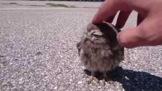 Baby Owl caressed in Verona [upl. by Akinirt]