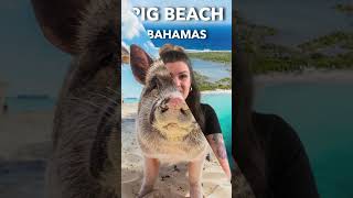 Discover Pig Beach [upl. by Nosnhoj]