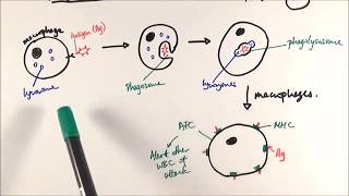 AS Biology  Phagocytosis OCR A Chapter 125 [upl. by Zach]