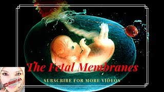 Medical Embryology  the fetal membranes [upl. by Fidelia657]