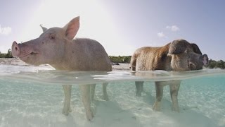 Autopsy Shows What Killed Some Of The Bahamas Famous Swimming Pigs [upl. by Kellia]