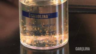 How to Care for Daphnia [upl. by Id]