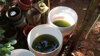 How to grow Green Water Algae [upl. by Tiffi138]