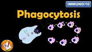 Phagocytosis FLImmuno10 [upl. by Calhoun]