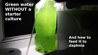 Green Water WITHOUT a Starter Culture  From Scratch  How To [upl. by Marb]