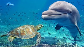 Relaxing Music for Stress Relief Dolphin singing Soothing Music for Meditation Therapy Sleep [upl. by Feliks]