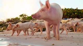 These Wild Pigs Are a Boost for Tourism in the Bahamas 4K [upl. by Auqemahs945]