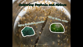 How To Culture Daphnia and Moinas using Green Water Spirulina powder [upl. by Georgi469]