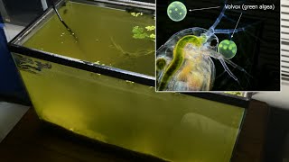 Raising Daphnia for the Freshwater Aquarium [upl. by Awe828]