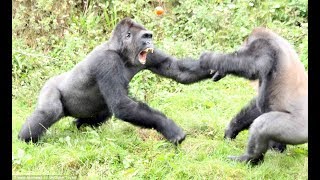 Top 5 Gorilla Fights On Camera  Zoo Fight [upl. by Etem]