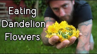 The Best Way To Eat Dandelion Flowers  Bushcraft Cooking in the Woods [upl. by Anabahs]