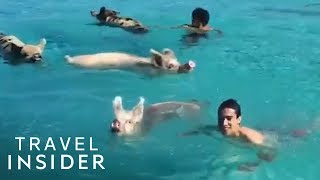 Swim With Pigs In The Bahamas [upl. by Vinna103]