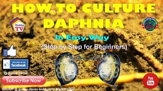 HOW TO CULTURE DAPHNIA In Easy Way [upl. by Hoashis]